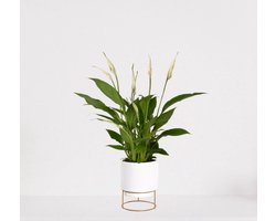 Spathiphyllum in sierpot Emma Wit – witte kamerplant – luchtzuiverende lepelplant - ↕35-50cm - Ø13 – geleverd met plantenpot – vers uit de kwekerij