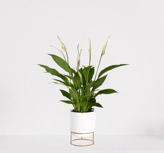 Spathiphyllum in sierpot Emma Wit – witte plant slaapkamer – luchtzuiverende lepelplant - ↕35-50cm - Ø13 – geleverd met plantenpot – vers uit de kwekerij