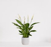 Spathiphyllum in sierpot Liam Wit  – witte kamerplant – luchtzuiverende lepelplant - ↕35-50cm - Ø13 – geleverd met plantenpot – vers uit de kwekerij