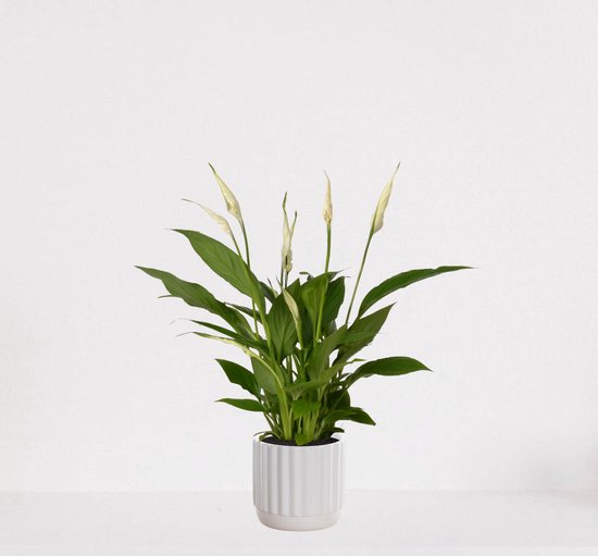Spathiphyllum in Sierpot – Luchtzuiverende lepelplant
