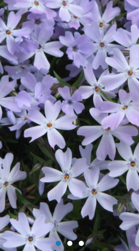 6 x Phlox (s) 'Emerald Cushion Blue' - Vlambloem , Kruipende vlambloem in pot 9 x 9 cm