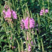 6 x Physostegia virg. 'Bouquet Rose' - Scharnierplant, Scharnierbloem in pot 9 x 9 cm