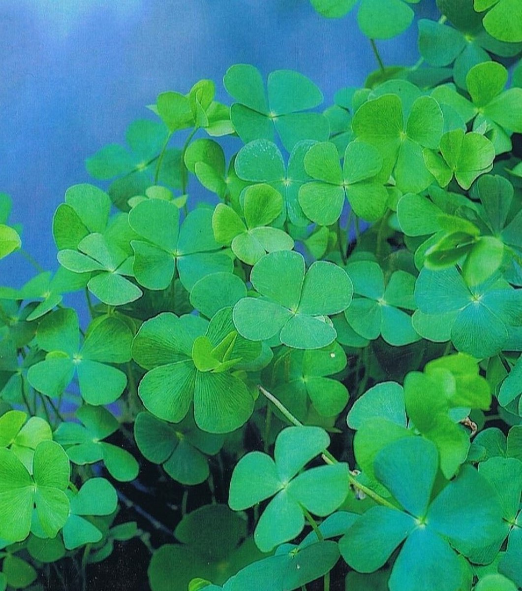 Waterklaver-varen (Marcilea quadrifolia) - Vijverplanten - 3 losse planten - Om zelf op te potten - Vijverplanten Webshop