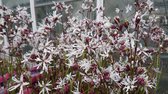 Witte Koekoeksbloem (Lychnis flos cuculi alba) - Vijverplant - 3 losse planten - Om zelf op te potten - Vijverplanten Webshop
