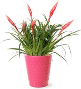 Breasy Bromelia Multiflora Astrid in roze keramieken sierpot | 1 stuks | Ø 13cm |  30-35 cm