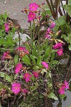 6 x Primula rosea - SLEUTELBLOEM - pot 9 x 9 cm