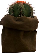 de Zaktus - cactus - Echinopsis Pachanoi San Pedro- UASHMAMA® paperbag bruin - Maat L