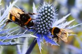 Celtic Tree - Tuinschilderij - Bijen op distel - 50x70cm - 3 jaar kleurgarantie - Natuur - Dieren - Paars - Bij - Insecten - Close up - Buitenschilderij - Schilderij - Canvas - PB-Collection - Tuinposter - Tuindoek