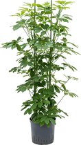 Schefflera arboricola 4pp hydrocultuur plant