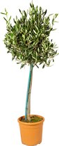 Olea Europaea–  Olijfboom op stam –  Boom –  Winterhard - ⌀19 cm - 80-90 cm