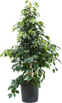 Ficus danielle M kamerplant