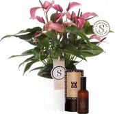 Set Anthurium Zizou en interieur parfum (World of Opportunities) ↨ 45cm - hoge kwaliteit planten