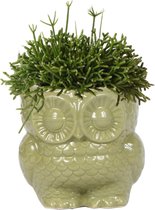 Kolibri Greens | Groene plant - Rhipsalis Baccifera in Owl pot green potmaat Ø9cm - groene kamerplant - vers van de kweker