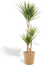 Hello Plants XL Dracaena Marginata Drakenbloedboom in Mand - Ø 21 cm - Hoogte: 120 cm - Palm Kamerpalm