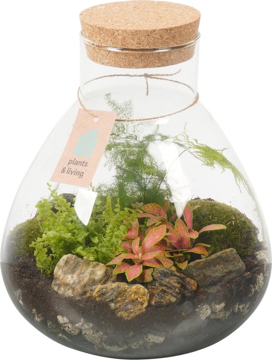 Foto: Terrarium fleur