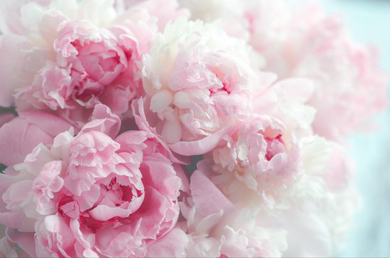 Papier peint photo X 280cm - Papier Peint - Blooming Peonies, Pink, beautiful on the wall, à vendre en 11 tailles, y compris la colle à papier peint