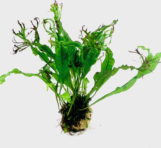 Foto: Moerings lavasteen met microsorum specie waterplant