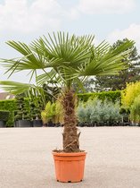 Plantenwinkel Chinese Waaierpalm Trachycarpus Fortunei L 190 cm tuinplant