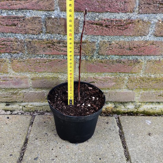 Amelanchier alnifolia 'Martin' - Serviceberry - Grootvruchtige krent ...