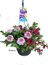 hangplant roze mix in 27cm pot - waterreservoir - Festival - perkplant - deflorah - Moederdag