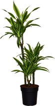 ZynesFlora - Dracaena Lemon Lime - Ø 21 cm - ↕ Hoogte: 115 - 120 cm – Kamerplant