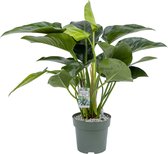 Beautanic Lifestyle - Philodendron - 90 Cm - Ø 27 - 1 Stuks