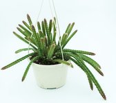 Ikhebeencactus | Sedum Rubrotinctum | Vetplant | set van 2 stuks | Prachtig op kleur | 8,5 cm
