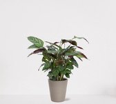 Calathea Compactstar in sierpot Babe Grijs – luchtzuiverende kamerplant – pauwenplant – living plant - ↕35-45cm - Ø13 – geleverd met plantenpot – vers uit de kwekerij