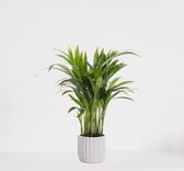 Areca in luxe sierpot Liam Wit – luchtzuiverende kamerplant – eenvoudig te onderhouden Goudpalm - ↕35-50cm - Ø13 – geleverd met plantenpot – vers uit de kwekerij