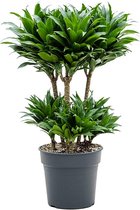 Kamerplant van Botanicly – Drakenboom – Hoogte: 75 cm – Dracaena derem. Compacta
