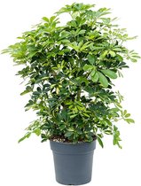 Kamerplant van Botanicly – Schefflera Arboricola Gold Capella – Hoogte: 100 cm