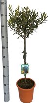 Kamerplant van Botanicly – Olijf boom – Hoogte: 85 cm – Olea europeae