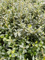 Tip: 50 Stuks IJzersterke Ilex crenata Luxus Hedge - 30cm Hoog ! Grote pot - Kardinaalsmuts - Haag Heg Buxus vervanger - Alternatief - Japanse Hulst - Bollen Lijkt op Dark Green