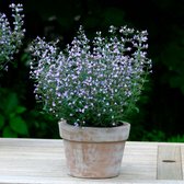 Calamintha nepeta "Marvelette Blue" - Biologische Bergmunt - Blauw-violette bloemen - Bloeiende vaste plant voor de tuin - Bijen- en vlindermagneet - Hoogte 15-35cm - Pot Ø 12,5cm