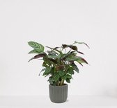 Calathea Compactstar in luxe sierpot Liam Grijs – luchtzuiverende kamerplant – pauwenplant – living plant - ↕35-45cm - Ø13 – geleverd met plantenpot – vers uit de kwekerij