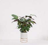 Calathea Compactstar en pot décoratif de luxe Emma Wit - plante d'intérieur purificatrice d'air - plante paon - plant vivante - ↕60cm - Ø13 - fourni avec pot - frais de la pépinière