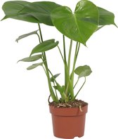 2x Kamerplant Monstera Deliciosa Tauerii – Gatenplant - ± 35cm hoog – 12 cm diameter  - in bruine mand