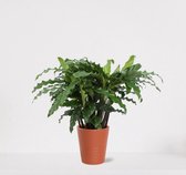 Calathea Blue Grass in sierpot Babe Terra – luchtzuiverende kamerplant – pauwenplant – living plant - ↕35-45cm - Ø13 – geleverd met plantenpot – vers uit de kwekerij