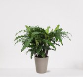 Calathea Blue Grass in sierpot Babe Grijs – luchtzuiverende kamerplant – pauwenplant – living plant - ↕35-45cm - Ø13 – geleverd met plantenpot – vers uit de kwekerij