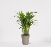 Areca in sierpot Babe Grijs – luchtzuiverende kamerplant – eenvoudig te onderhouden Goudpalm - ↕35-50cm - Ø13 – geleverd met plantenpot – vers uit de kwekerij