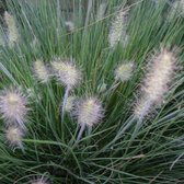 6 x Pennisetum alopecuroides 'Little Bunny' - Mini lampenpoetsergras Pot 9x9cm - Een Compacte Schoonheid