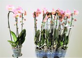 Orchidee van Botanicly – Vlinder orchidee – Hoogte: 45 cm, 2 takken – Phalaenopsis Cascade