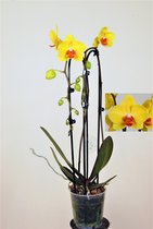 Orchidee van Botanicly – Vlinder orchidee – Hoogte: 40 cm, 2 takken – Phalaenopsis Yellow Queen