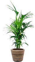 Kentia Howea in Drypot Rattan | Palm