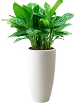 Aglaonema Stripes in Elho Pure Soft hoog wit | Chinese Evergreen