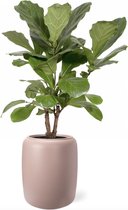 Ficus Lyrata vertakt in Pure Beads roze | Vioolbladplant / Tabaksplant