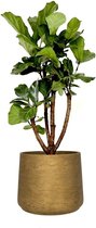 Ficus Lyrata vertakt in Rugged Patt goud | Vioolbladplant / Tabaksplant