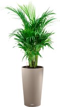 Areca Lutescens in watergevende Cilindro taupe | Goudpalm
