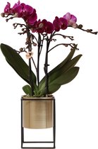 Kolibri Orchids | paarse Phalaenopsis orchidee - Morelia + Floating sierpot goud - potmaat Ø9cm - 50cm hoog | bloeiende kamerplant - vers van de kweker