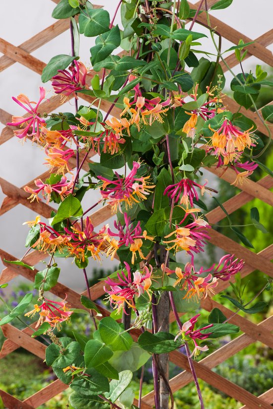 Foto: Lonicera heckr american beauty 70 80cm 2 stuks kamperfoelie geel rode bloemen 2 liter pot